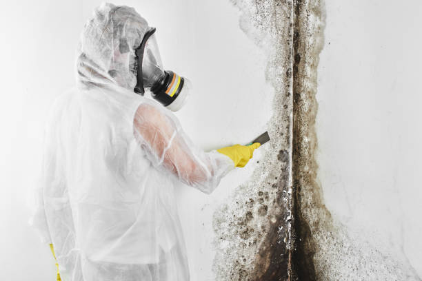 Best Fast Mold Removal  in Resaca, GA