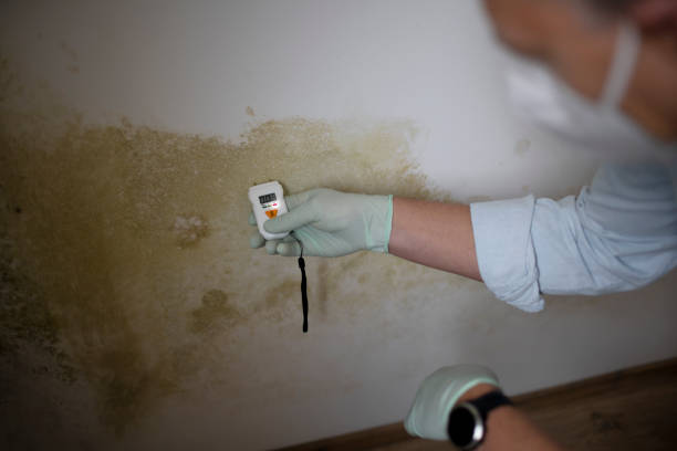 Best Mold Removal Specialists  in Resaca, GA