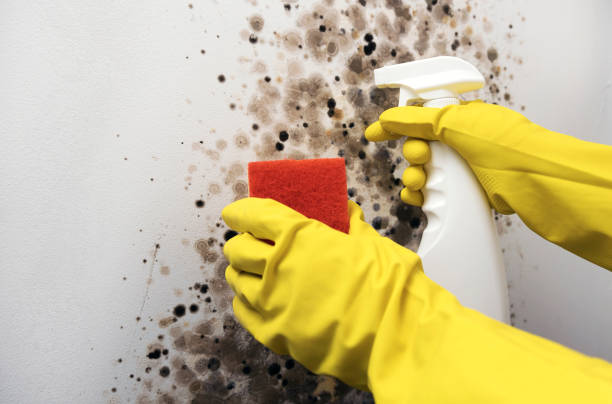 Best Toxic Mold Removal  in Resaca, GA
